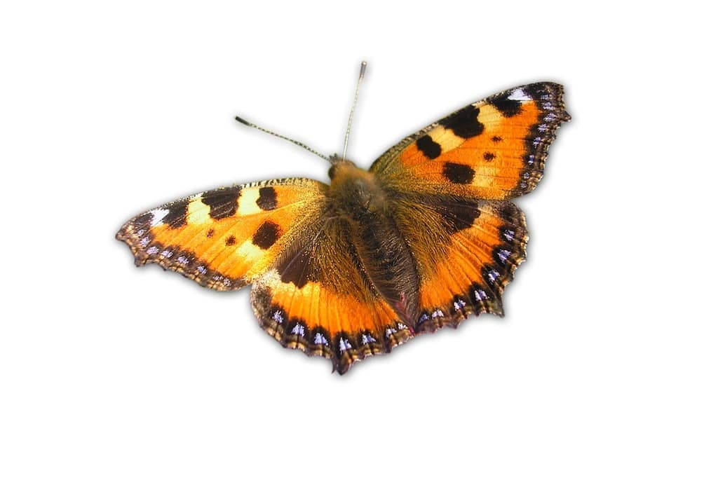 La peur des lepidoptera et la lepidopterophobie
